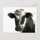 Zoek naar holstein briefkaarten Koe