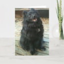 Zoek naar schipperke hond kaarten Voor iedereen