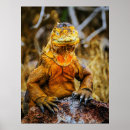 Zoek naar reptiel posters Wild