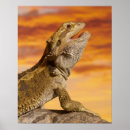 Zoek naar reptiel posters Wild