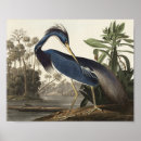 Zoek naar louisiana heron posters John james audubon