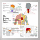 Zoek naar hormonen posters Endocriene systeem