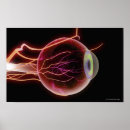 Zoek naar slagaders posters Kleur