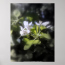 Zoek naar appelbloesem posters Bomen