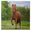 Zoek naar ijsland tegels Paard