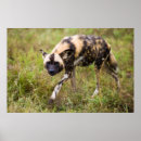 Zoek naar afrikaanse wilde hond posters Dier