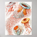 Zoek naar kwal posters Ernst haeckel