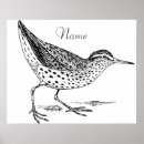 Zoek naar shorebird posters Oceaan
