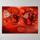Zoek naar cytoplasma posters Rode bloedcellen
