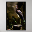 Zoek naar louisiana heron posters Dieren