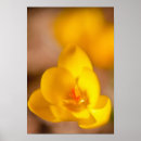 Zoek naar krokus posters Dag