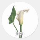 Zoek naar calla stickers Botanisch