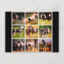 Zoek naar afbeeldingen paarden briefkaarten Boerderij