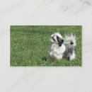 Zoek naar shih tzu visitekaartjes Huisdier