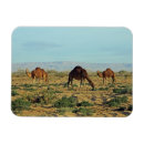 Zoek naar kameel magneten Woestijn