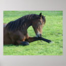 Zoek naar het paard posters Boerderij
