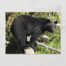 Zoek naar wildlife briefkaarten Wildernis