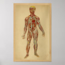 Zoek naar anatomisch hart kunst Anatomie