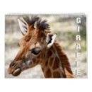 Zoek naar giraffe kalenders Dier
