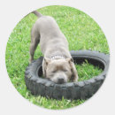 Zoek naar kauw stickers Voor iedereen