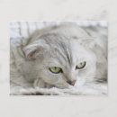 Zoek naar schoten briefkaarten Kat