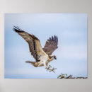 Zoek naar sprei posters Raptor