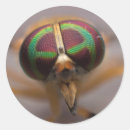 Zoek naar macro stickers Insect