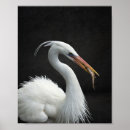 Zoek naar zwarte vogel posters Tropisch