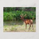 Zoek naar bison briefkaarten Landschap