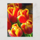 Zoek naar tulp briefkaarten Bloemen