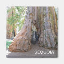 Zoek naar sequoia magneten Reus