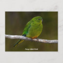 Zoek naar zeldzame briefkaarten Dier