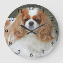 Zoek naar cavalier king charles spaniel klokken Gezelschapsdieren