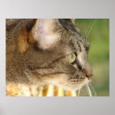 Zoek naar katten gezicht posters Feliene