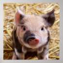 Zoek naar biggetje baby posters Dieren