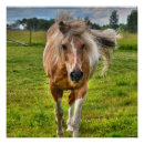 Zoek naar palomino posters Paardenfotografie