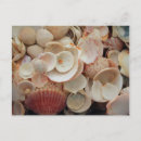 Zoek naar schelp briefkaarten Strand