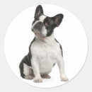 Zoek naar zwart witte hond stickers Puppies