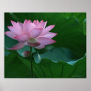 Zoek naar lotus kunst Plant