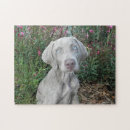 Zoek naar weimaraners puzzels Puppy