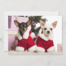 Zoek naar zwarte chihuahua briefkaarten Bruin