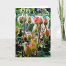 Zoek naar geraniums kaarten Bloemen