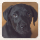 Zoek naar labrador onderzetters Schattig