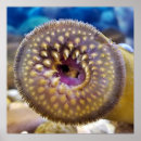 Zoek naar aal posters Zee