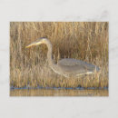 Zoek naar reiger briefkaarten Ardea herodias