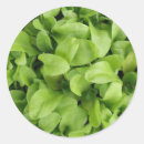 Zoek naar goudsbloem stickers Fotografie