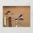 Zoek naar scharnier briefkaarten Vogel