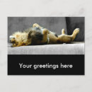 Zoek naar lion briefkaarten Leeuw
