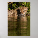 Zoek naar pantanal posters Danita delimont