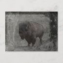 Zoek naar buffalo briefkaarten Fotografie